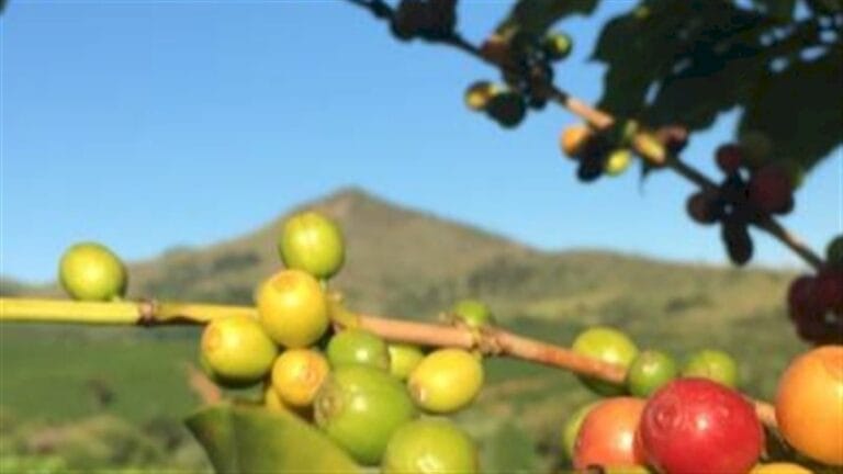 Sustentabilidade impulsiona a produtividade do café