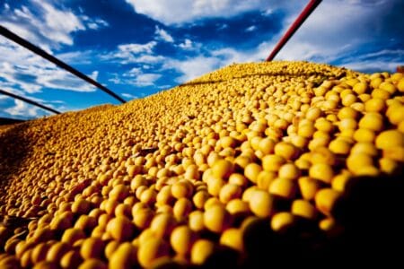 Soja: MS tem 38% da área plantada afetada por falta de chuva
