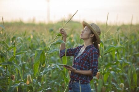Veja como escolha da tributação anual do Funrural impacta empregador rural