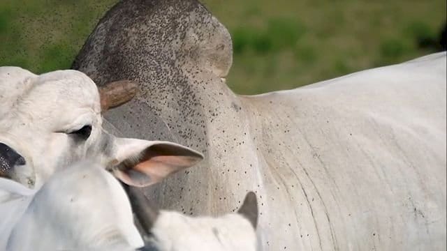 Mosca-dos-chifres causa prejuízos de R$ 15 bi ao ano à pecuária; saiba como controlar o parasita