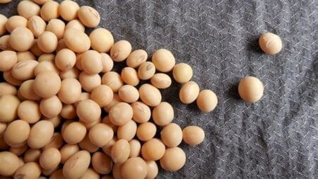 Chuvas melhoram solo para soja, mas atrasam colheita