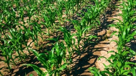 Soja, milho e trigo: Clima, tarifas e tendências