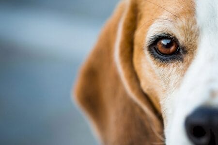 Conheça a dor comum nos cães, mas que poucos tutores reconhecem