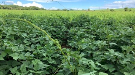 Tecnologia verde reduz impacto ambiental na lavoura