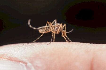 Por que os casos de dengue aumentam no verão e como se proteger?