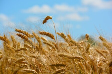 Oscilações no mercado internacional influenciam preços do trigo