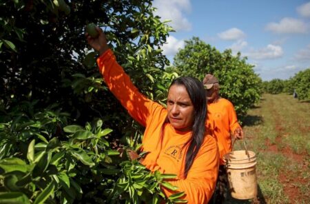 Nova fronteira: citricultura abre oportunidades e muda a vida de trabalhadores em Mato Grosso do Sul