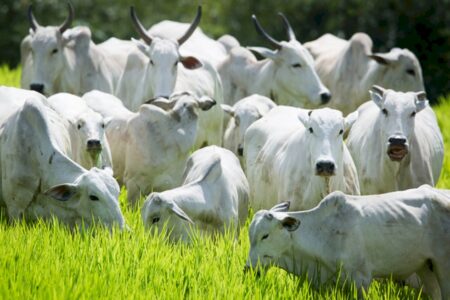 Preços da arroba do boi gordo seguem em expectativa de alta