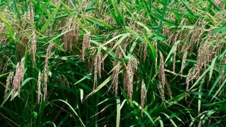 IA transforma a produção de arroz e feijão