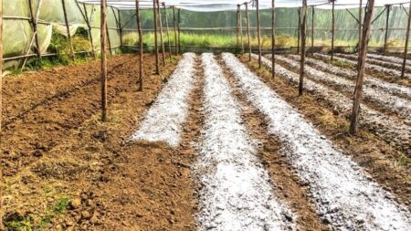 O papel do calcário na sustentabilidade da agricultura