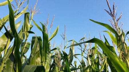 Bioativadores e nutrição foliar: as novas fronteiras para aumento de produtividade do milho