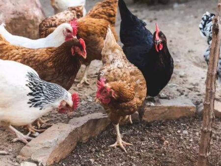 Ministério da Agricultura descarta caso de gripe aviária em MS