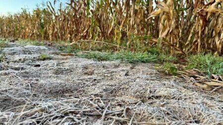 Geada atinge 18 municípios de Mato Grosso do Sul
