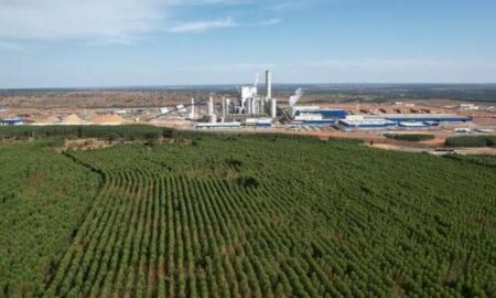 Boom da celulose atrai estrangeiros e eleva preço da terra em até 62,7% em MS