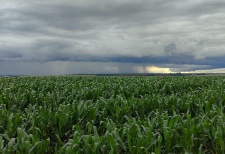 Sem El Niño e La Niña, produtores de MS enfrentam desafio no planejamento das atividades agrícolas