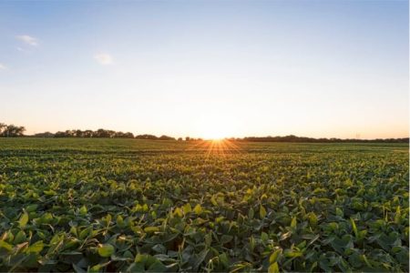 Abiove projeta crescimento na produção de soja para 2025; confira os números