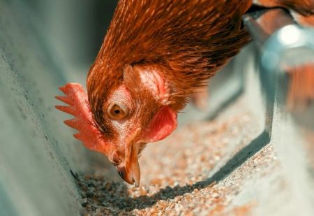 A importância da integração entre grãos e aves em Mato Grosso do Sul