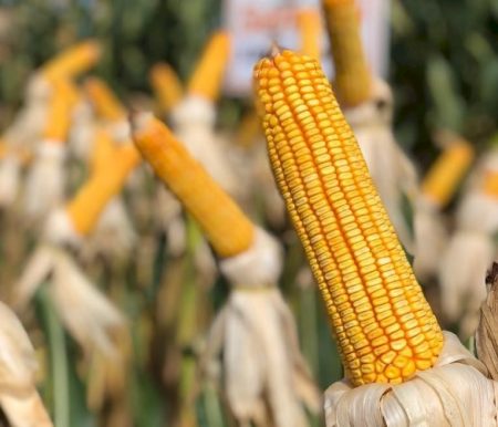 Milho: produção recorde limita cotações internas
