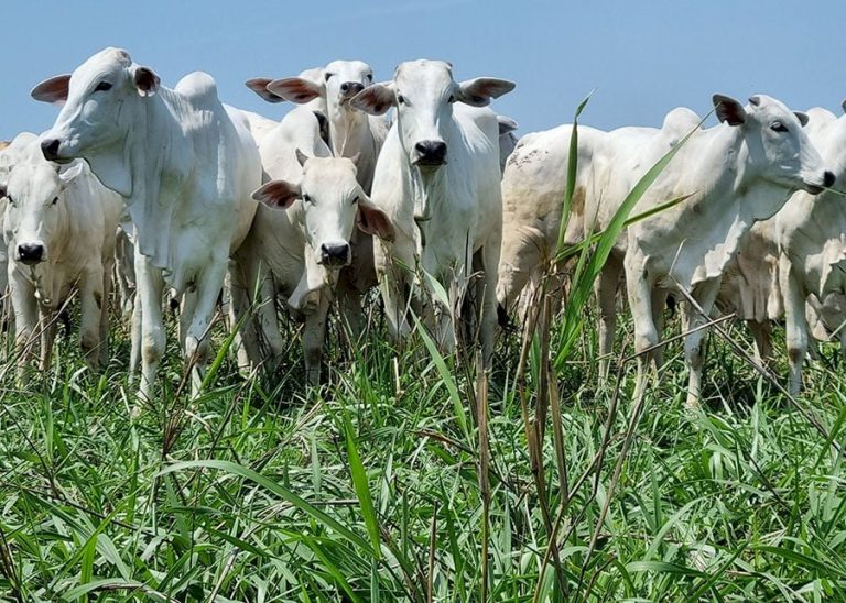 Boi gordo tem mais um dia de alta nas cotações; confira os preços da arroba