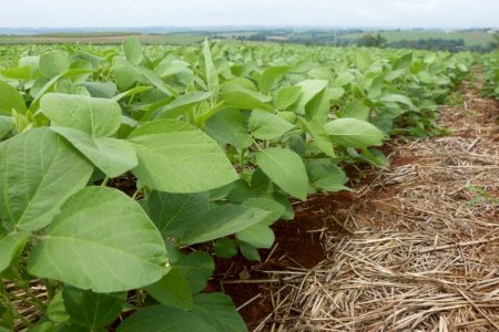 La Niña deve chegar em novembro e beneficiar plantio antecipado de soja, diz meteorologista