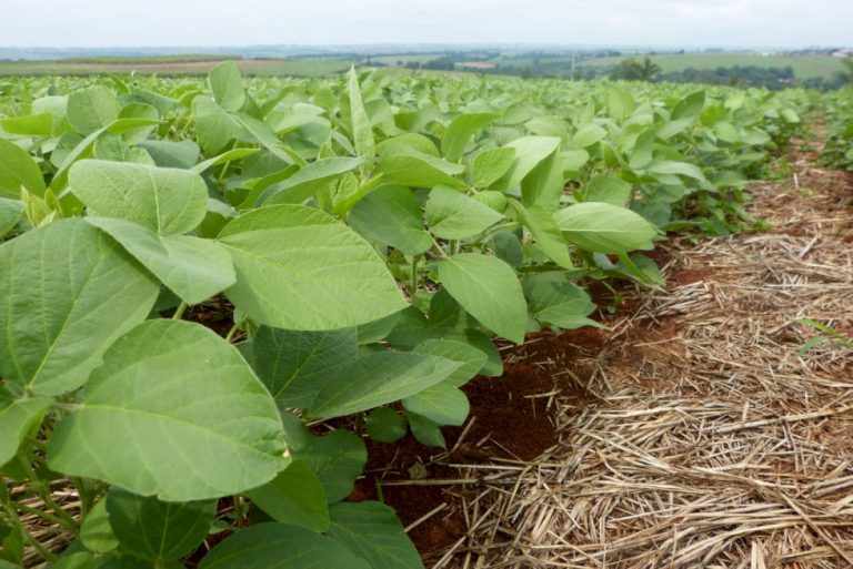 La Niña deve chegar em novembro e beneficiar plantio antecipado de soja, diz meteorologista