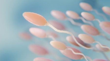 Falta de proteína na gravidez pode comprometer espermatozoides