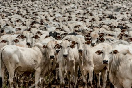 Arroba do boi gordo hoje: veja como as cotações encerraram a semana