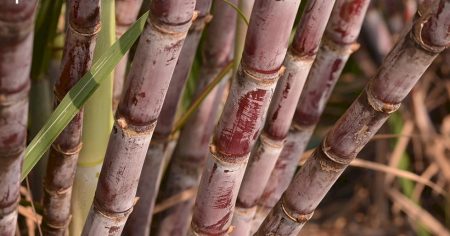 Cotações do açúcar encerram agosto em queda