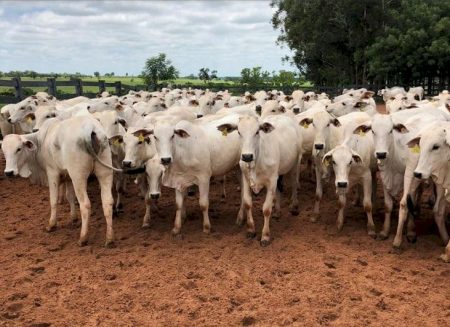 Preços da arroba do boi gordo hoje mantém trajetória de baixa; confira as cotações