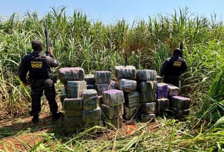 Polícia encontra quase uma tonelada de maconha e skunk escondida em assentamento rural