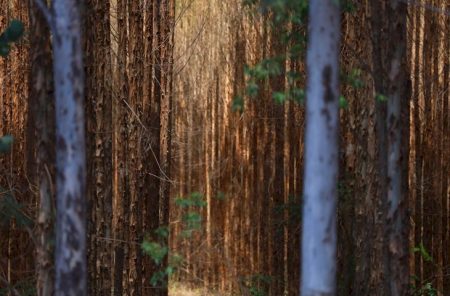 Vale da Celulose: base florestal em Mato Grosso do Sul deve crescer 40% até 2028