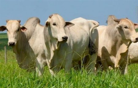 Arroba do boi gordo sobe na semana e mercado projeta cenário otimista para os próximos meses