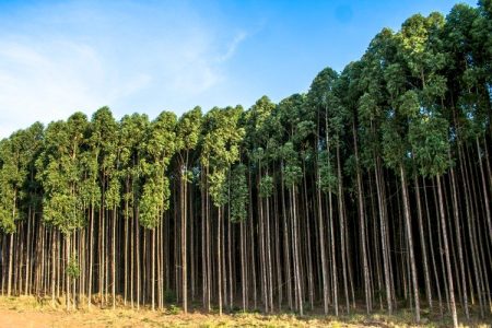 Florestas plantadas no MS devem crescer 40% até 2028