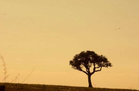 Mato Grosso do Sul não está entre mais afetados pela estiagem, diz pesquisa.