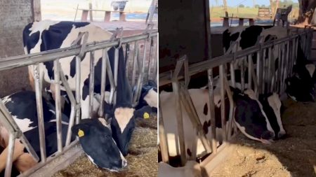 Tragédia: choque mata dez vacas leiteiras e causa prejuízo de mais de R$ 300 mil