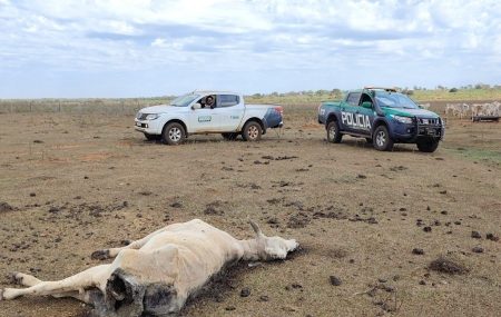 MPE investiga maus-tratos a 737 bovinos em fazenda de Paraíso das Águas.