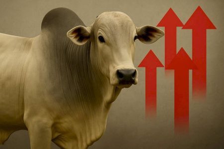 Retirada de tarifaço traz expectativa de melhora no preço da arroba do boi gordo