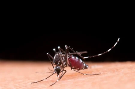 Mato Grosso do Sul já soma mais de 13 mil casos de dengue e 18 mortes em 2025.