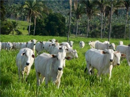 Mercado do boi gordo fecha a semana com cautela e atenção às exportações para a China