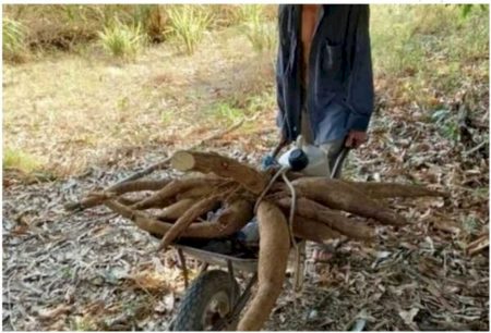 Homem passa mal colhendo mandioca e morre horas depois