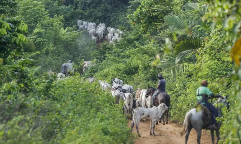 Vaqueiro contratado pelo Ibama é morto em terra indígena no Pará.