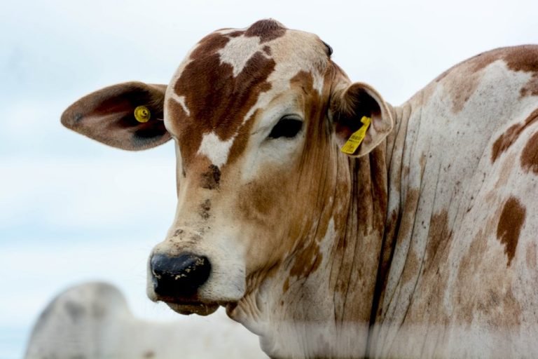 Qual será o preço da arroba do boi gordo em 2026? Valor pode chegar a R$ 400/@?