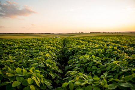 Mapa inédito revela intensificação do uso do solo e consolida 2ª safra como eixo da produção agrícola no Brasil