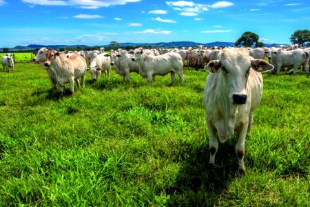 Brasil amplia mercados do agro com novas aberturas nos Emirados Árabes Unidos, Gana e Peru