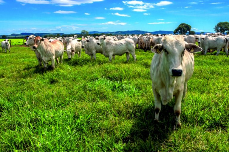 Brasil amplia mercados do agro com novas aberturas nos Emirados Árabes Unidos, Gana e Peru