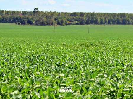 Conab estima produção de grãos na safra 2025/26 em 354,4 milhões de toneladas