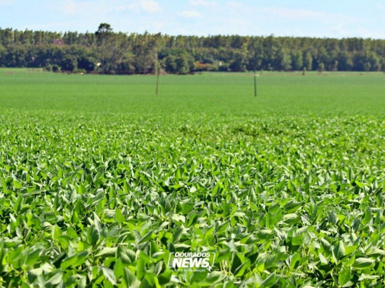 Conab estima produção de grãos na safra 2025/26 em 354,4 milhões de toneladas