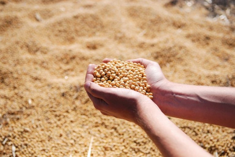 Cenário da soja 25/26 se mantém incerto com clima irregular; mercado aguarda USDA