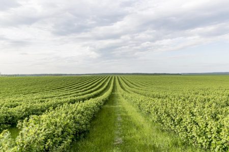 Decisão do STF sobre marco temporal pode travar investimentos no campo e acirrar conflitos