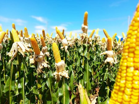 Bioinsumos concentram 70% das patentes verdes do agro brasileiro, aponta INPI